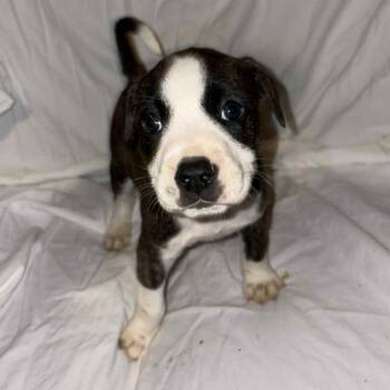 Rescue Pit Bull Terrier Dogs for Adoption in East St. Louis, Illinois - Broomie | PetCurious