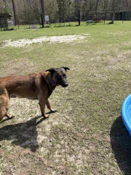 Belgian Shepherd Malinois Dogs Available for Adoption in Imlay City, Michigan - Meatball - Located In Georgia | PetCurious