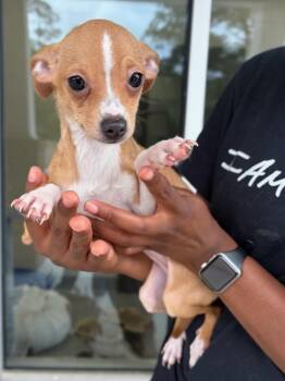 Chihuahua Dogs Available for Adoption in Tifton, Georgia - Demi | PetCurious