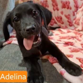 Adelina -  Labrador Retriever and Mixed Breed Dog for Adoption - Adelina | PetCurious