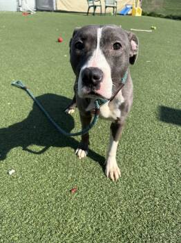 Pit Bull Terrier Dogs Available for Adoption in Cleveland, Ohio - Adele | PetCurious