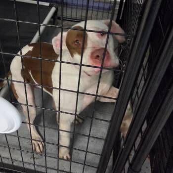 Rescue Mixed Breed Dogs for Adoption in St. Louis, Missouri - Biggie Smalls | PetCurious