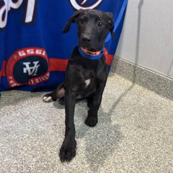 IVHS-Stray-140418 -  Black Labrador Retriever Dog for Adoption in San Gabriel, California - IVHS-Stray-140418 | PetCurious