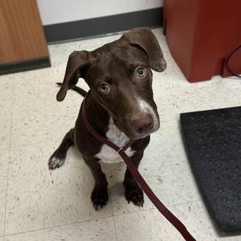 Kokonut Baby -  American Staffordshire Terrier and Chocolate Labrador Retriever Dog for Adoption in Edinburg, Texas - Kokonut Baby | PetCurious