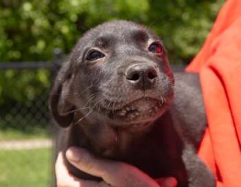 Noodle -  Mixed Breed Dog for Adoption in West Chester, Pennsylvania - Noodle | PetCurious
