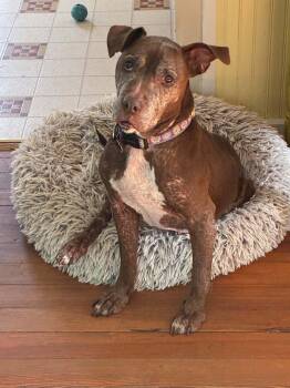 Molly -  Pit Bull Terrier and Labrador Retriever Dog for Adoption in Whitewater, Wisconsin - Molly | PetCurious
