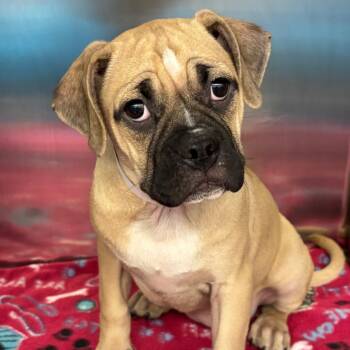 Olga -  Pug Dog for Adoption in Birmingham, Alabama - Olga | PetCurious