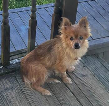 Foxy -  Pomeranian Dog for Adoption in Grafton, Ohio - Foxy | PetCurious