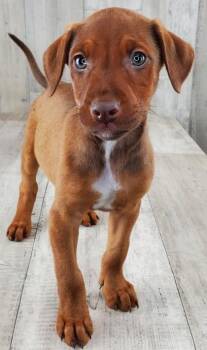 Black Mouth Cur and Labrador Retriever Dogs Available for Adoption - Bruno | PetCurious