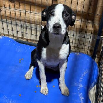 Jolene -  Pit Bull Terrier and Mixed Breed Dog for Adoption in Fort Smith, Arkansas - Jolene | PetCurious