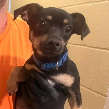 Barley -  Mixed Breed Dog for Adoption in Madison, Wisconsin - Barley | PetCurious