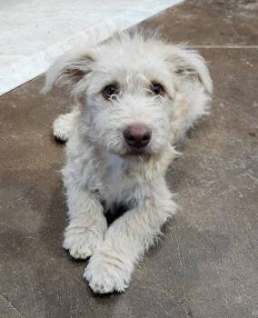 Wirehaired Pointing Griffon and Chihuahua Dogs Available for Adoption - Tucker | PetCurious