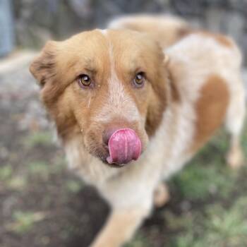 Australian Shepherd Dogs Available for Adoption in Keaau, Hawaii - Boots | PetCurious