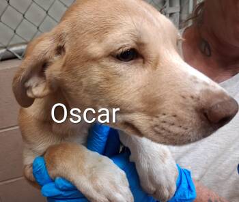 Oscar -  Labrador Retriever Dog for Adoption in Maynardville, Tennessee - Oscar | PetCurious