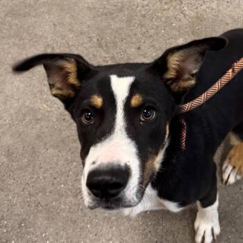 Poppi -  Mixed Breed Dog for Adoption in Las Cruces, New Mexico - Poppi | PetCurious