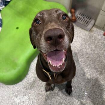 Wendy -  Mixed Breed Dog for Adoption in Jackson, Michigan - Wendy | PetCurious