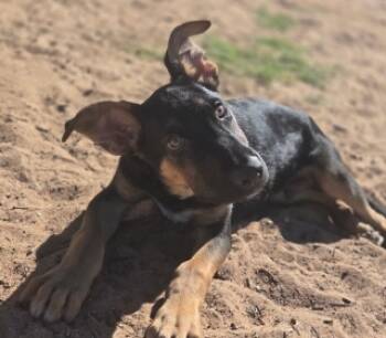 Rescue Doberman Pinscher and Shepherd Dogs for Adoption in Apple Valley, California - Maximus | PetCurious