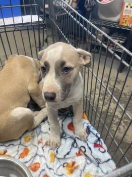 Labrador Retriever and Mixed Breed Dogs Available for Adoption in Tallahassee, Florida - NUN | PetCurious