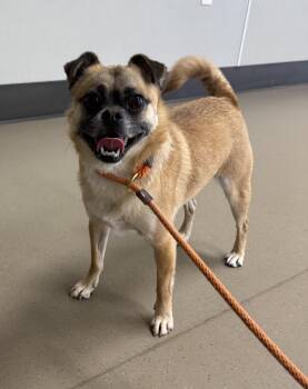 Pug and Chihuahua Dogs Available for Adoption in Elk Grove, California - Isabella  | PetCurious