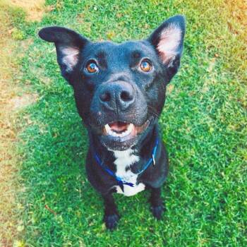 Rescue Mixed Breed Dogs for Adoption in Alabaster, Alabama - Reba | PetCurious