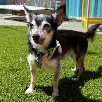 Chihuahua Dogs Available for Adoption in San Francisco, California - Chief Wallabee 14030 | PetCurious