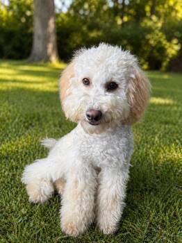 Moose-COMING SOON -  Goldendoodle Dog for Adoption in Hazelwood, Missouri - Moose-COMING SOON | PetCurious