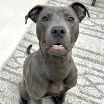 Pit Bull Terrier Dogs Available for Adoption in Mead, Colorado - Ash | PetCurious