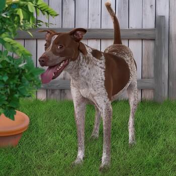 Rudy -  Pointer and Mixed Breed Dog for Adoption in Brock, Texas - Rudy | PetCurious