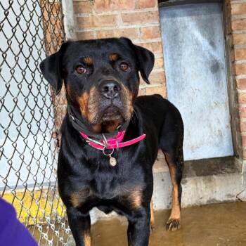 Mallory -  Rottweiler Dog for Adoption in Northbrook, Illinois - Mallory | PetCurious
