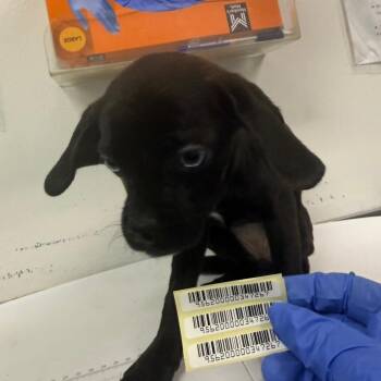 Jessie -  Mixed Breed Dog for Adoption in Charleston, West Virginia - Jessie | PetCurious