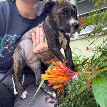 Angelina -  Mixed Breed Dog for Adoption in Gainesville, Florida - Angelina | PetCurious