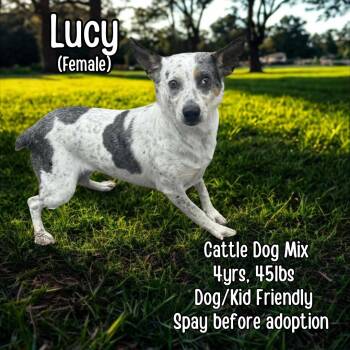 Rescue Cattle Dog Dogs for Adoption in Lancaster, Kentucky - Lucy | PetCurious
