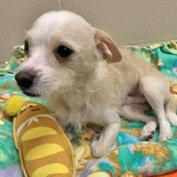 Chihuahua and Yorkshire Terrier Dogs Available for Adoption in Muncie, Indiana - Asher | PetCurious