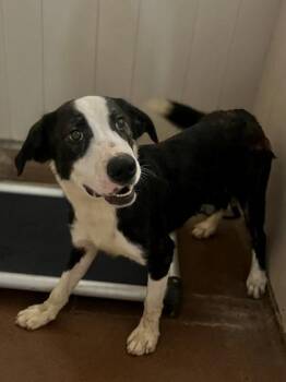 Thor -  Border Collie Dog for Adoption in Winfield, Kansas - Thor | PetCurious