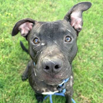 Maleficent -  Pit Bull Terrier Dog for Adoption in Allegan, Michigan - Maleficent | PetCurious