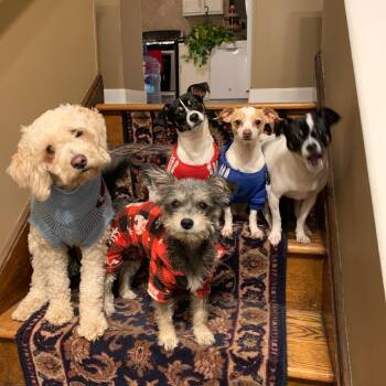 Rescue Chihuahua Dogs for Adoption in South Elgin, Illinois - Chapo - Home To Home | PetCurious