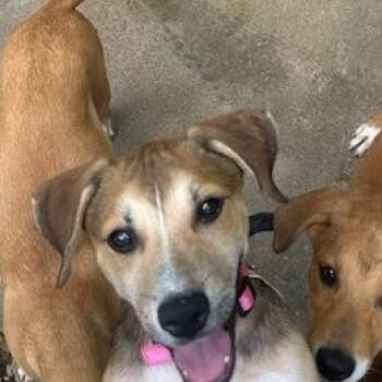 Ella -  Black Labrador Retriever and Beagle Dog for Adoption in Enterprise, Alabama - Ella | PetCurious