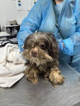 Rye 986-26 -  Shih Tzu and Mixed Breed Dog for Adoption in Cumming, Georgia - Rye 986-26 | PetCurious