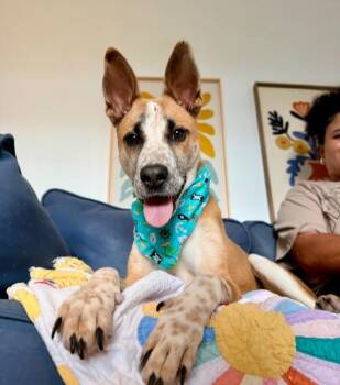 Cattle Dog and Carolina Dog Dogs Available for Adoption in Friendswood, Texas - Butter Beans Sprinkles Joy | PetCurious