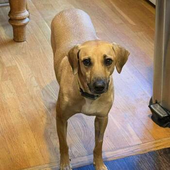 Yellow Labrador Retriever and Black Mouth Cur Dogs Available for Adoption in Columbia, Maryland - Petra | PetCurious