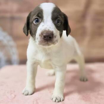 Pit Bull Terrier and Mixed Breed Dogs Available for Adoption in Griswold, Connecticut - Fallon | PetCurious