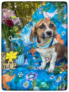 Quico -  Beagle and Hound Dog for Adoption in Sebring, Florida - Quico | PetCurious