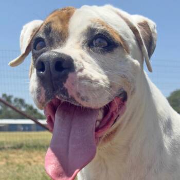 Mixed Breed Dogs Available for Adoption in Leander, Texas - Sassafrass | PetCurious
