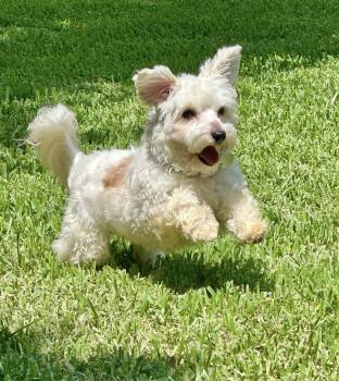 Poodle and Maltese Dogs Available for Adoption in Gonzales, Louisiana - Calvin | PetCurious