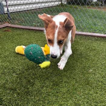 Shasta -  Cattle Dog and Mixed Breed Dog for Adoption in Tulsa, Oklahoma - Shasta | PetCurious