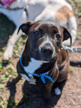 Tiny -  Labrador Retriever Dog for Adoption in Minneapolis, Minnesota - Tiny | PetCurious
