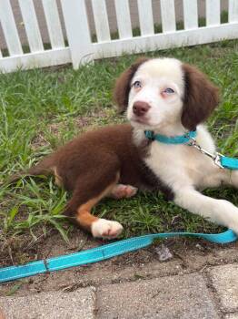 Lassen -  Australian Shepherd Dog for Adoption in Clearwater, Florida - Lassen | PetCurious