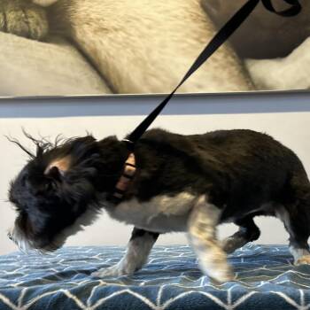 IVHS-Stray-139567 -  Lhasa Apso Dog for Adoption in San Gabriel, California - IVHS-Stray-139567 | PetCurious