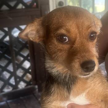 Kira -  Chihuahua Dog for Adoption in Birmingham, Alabama - Kira | PetCurious