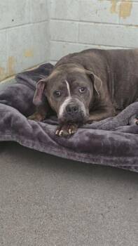 HERMES -  Pit Bull Terrier Dog for Adoption in Stockton, California - HERMES | PetCurious